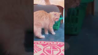 Cute but Dangerous 😼 | Sher Khan the Mini Lion #Shorts