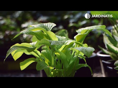 Video: ¿Está bien cortar las flores de las hostas?