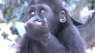 キンタロウは特別扱い💗ニンジンを独り占め【京都市動物園】