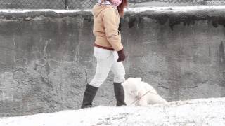 Buffalo Zoo Baby Polar Bear gets to play in the snow