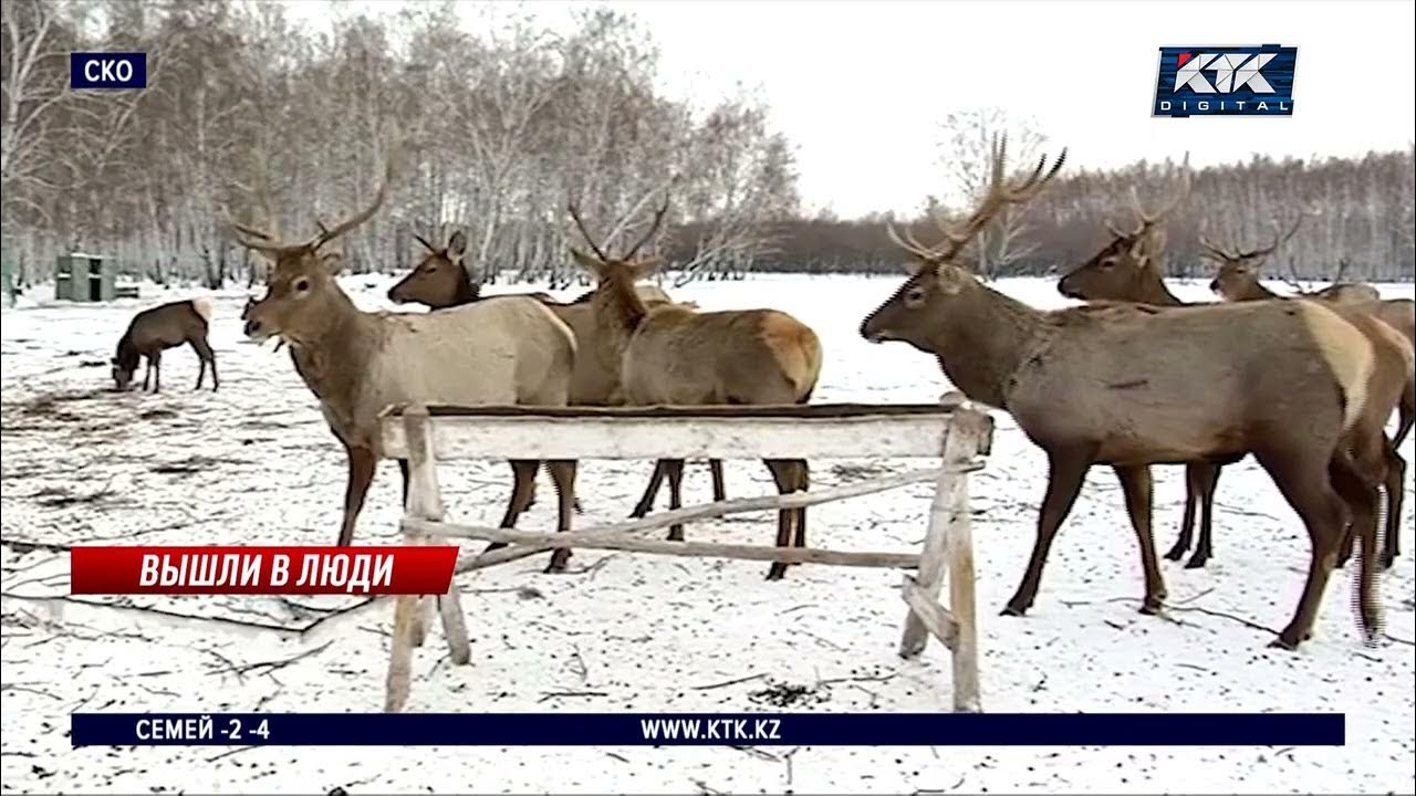 Нашествие косуль из Казахстана. Нашествие косуль в Курганской области. Нашествие косуль Омск. Нашествие косуль