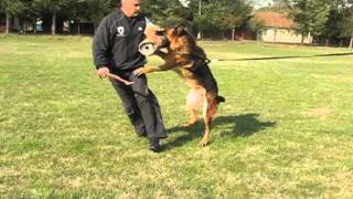 German shepherd protection dogs training - male Boss - bite work and long attack