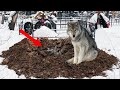 Старый волк на глаза у всех стал откапывать свежую могилу! Это спасло 3 жизни!