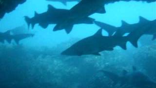 Diving with Grey Nurse Sharks - Rottnest Island