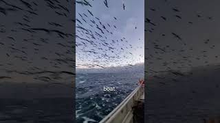 Seagulls Flying Around Boat