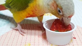 [🦜앵뽀💋] 맛있게 딸기먹는🍓 맛깔 앵두~ eats strawberry deliciously #shorts #pets #parrot #앵무새