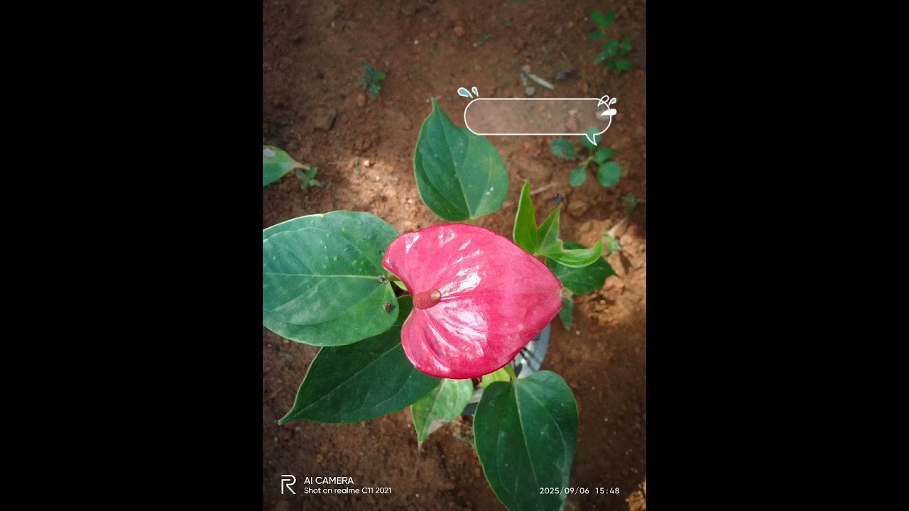 Arisa Pink,Black Love,Seeds, Mistik සහිත මෙම පැකේජය රු.2500/කතාකරන්න... WhatsApp-0704330421