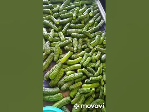 супер рецепт консервации хрустящих огурцов шоша и гоша - YouTube