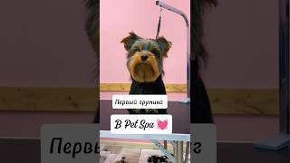 Первый груминг в жизни щенка 🤗 #груминг_petspa #груминг #щенок #архангельск