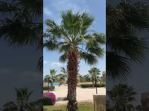       هجين نخيل الواشنطونيا  