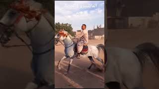 المرماح (اتربعات) ماشاء الله المايسترو والحصان نجم الله أكبر