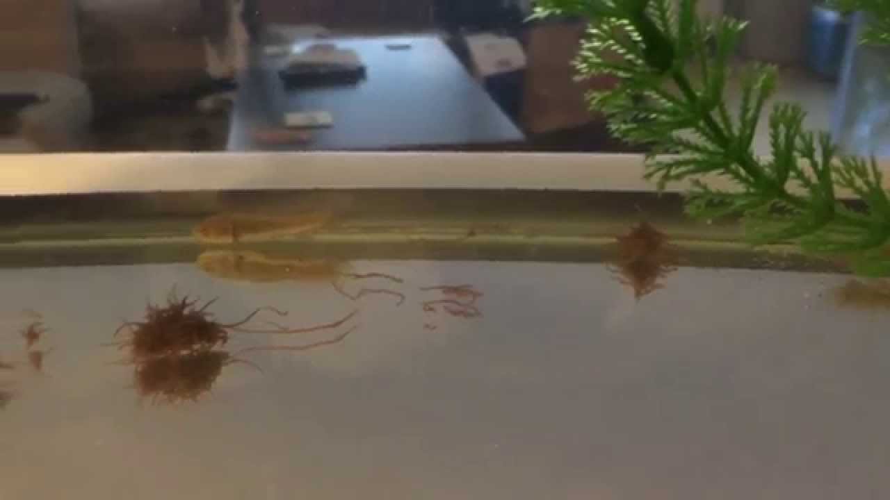 video phone beyonce mp3 Bowfin YOY (young of the year) Feeding on Blackworms