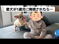 愛犬が1歳児に無視された結果…【うわうわ犬】