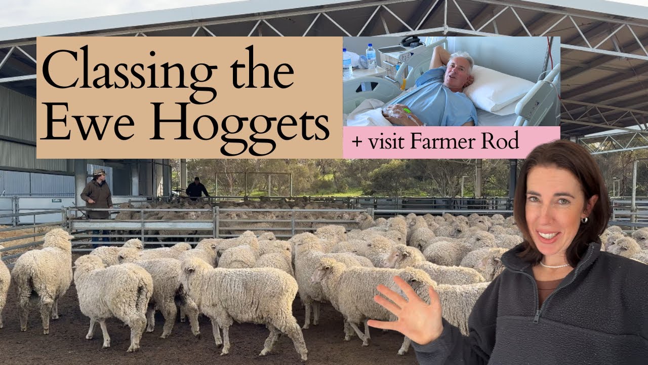 Where's Farmer Rod? + Classing the Ewe Hoggets | Farm Life in SA