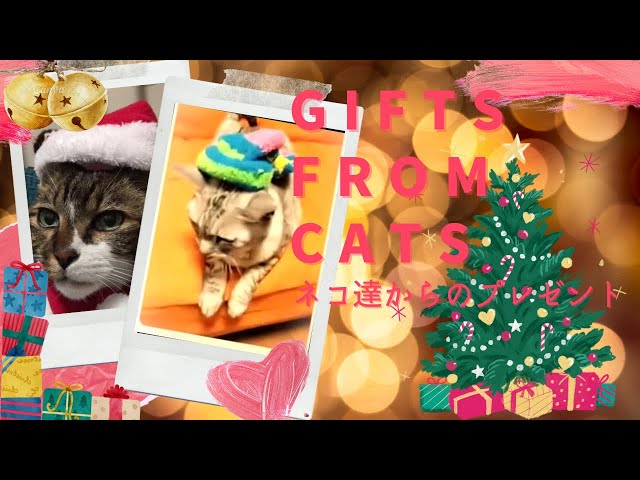 Gifts from Catsネコ達からのプレゼント