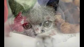 Красивые кошки котята ютуб видео с картинок под музыку Красивые кошки котята ютуб видео с картинок под музыку