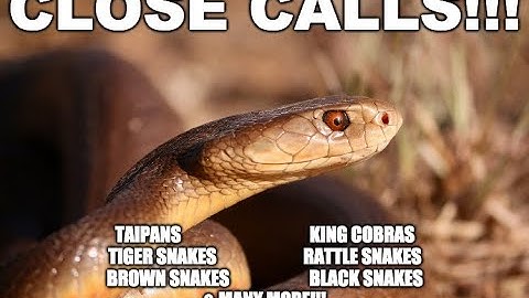 NEARLY GETTING BITTEN BY LOTS OF DEADLY SNAKES!  - Close calls compilation