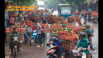 VẢI THIỀU LỤC NGẠN -BẮC GIANG CUỐI VỤ GIÁ CẢ TĂNG CAO BÀ CON PHẤN KHỞI