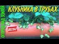 КЛУБНИКА В ТРУБАХ.ВЫРАЩИВАНИЕ КЛУБНИКИ.