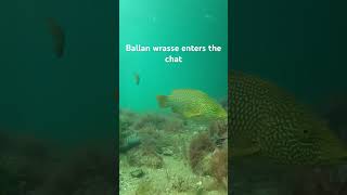 Ballan wrasse are incredible looking fish coming in such a range of colours @Chasingscalesspecieshunt