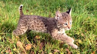 LYNX KITTEN RUFUS WALKING ON GRASS FOR THE FIRST TIME