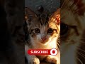 Don’t Skip… This Sad Cat Story Will Break Your Heart 😢#sadcat #watchtillend #viral #shorts