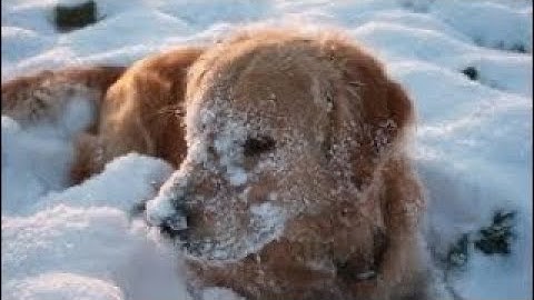 Сугроб был "домом" для пса. Он молча замерзал и едва не погиб, но помощь пришла вовремя