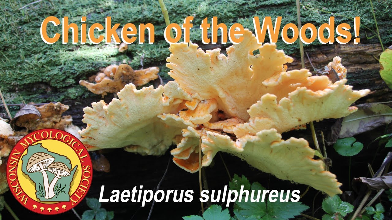 Chicken of the Woods (Laetiporus sulphureus) Wild Mushrooms of Wisconsin