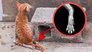 Kitten Crawls Behind the MOTHER After BREAKING Its Hind LEGS...