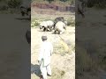 v254 Simulate Survival skills #Shorts