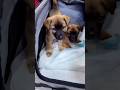 Love ぬいぐるみ🧸の様に可愛い野良子犬4匹を保護❣️ Cute like a stuffed animal 🧸Protect 4 stray puppies❣️ #shorts