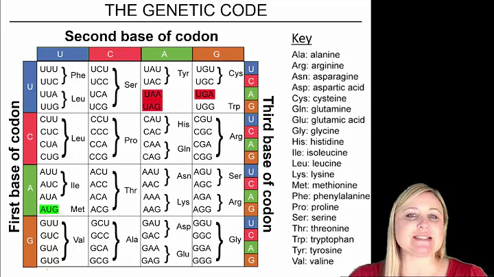 Transcription and Translation Practice Problems