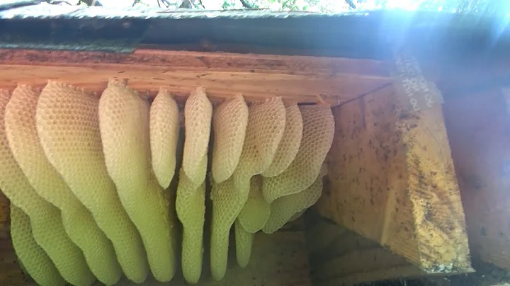 Easiest way to get bees off their comb without har...