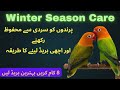 How to care lovebirds, cocktail &amp; budgies during winter season|birds care winter season#birdscare 
