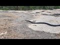 O maior predador da cobra cascavel documentario rei das serpentes