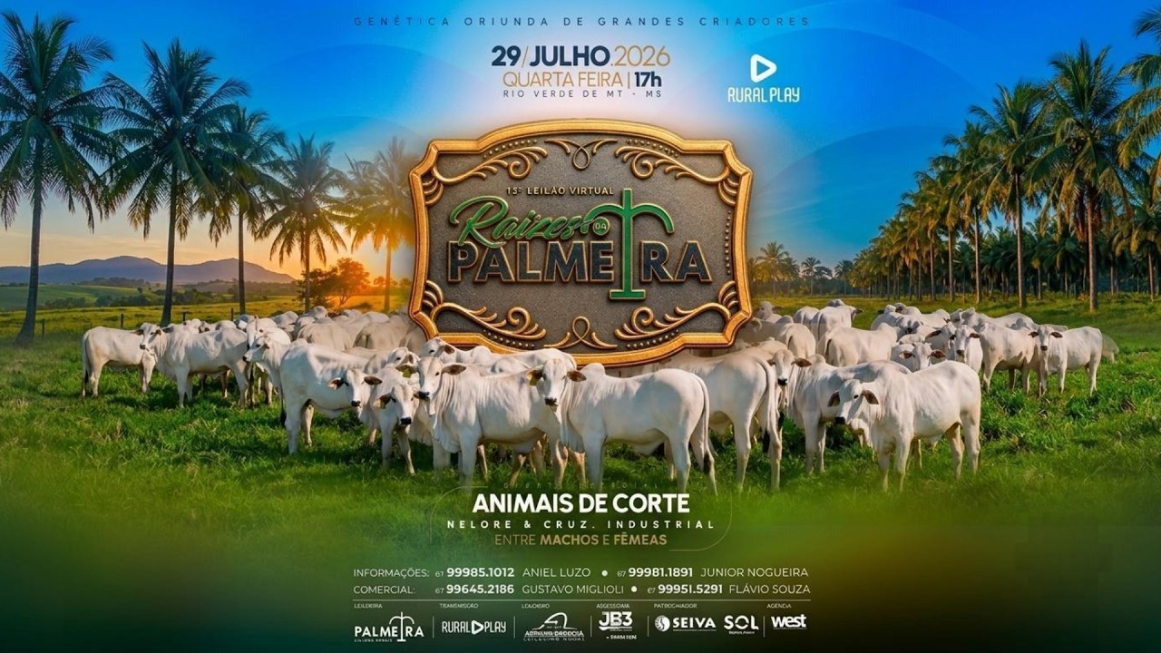 13° LEILÃO VIRTUAL RAIZES DA PALMEIRA - RIO VERDE/MS - RURAL PLAY