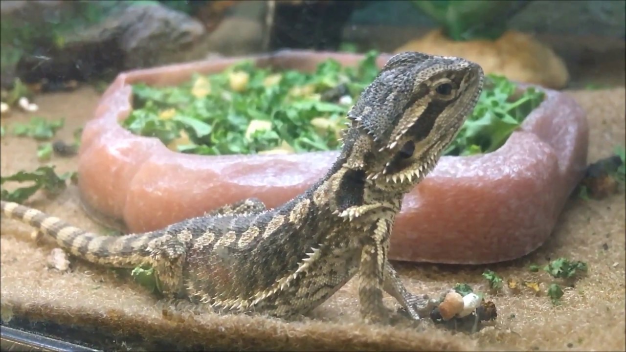petco snakes and lizards