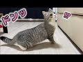 初めて聞いた花火の爆音に驚いて腰が抜けちゃった猫…