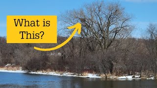 How to Find an Eagle Nest