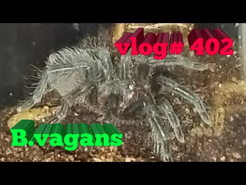 pythons for sale B.vagans #Rehouse Vlog# 402