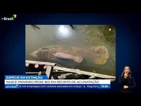 Nasce primeiro peixe-boi em recinto de aclimatação