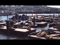 The Sea Lions of Pier 39