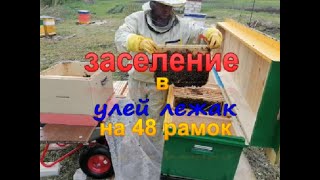 Заселение в улей лежак на 48 рамок