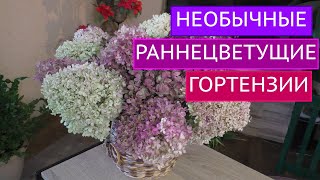 ЭТИ ГОРТЕНЗИИ ЗАЦВЕТУТ В САДУ ПЕРВЫМИ!!!