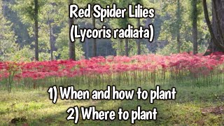 Red Spider Lily Basics