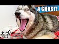 My Husky Sees A Ghost In My Bedroom?