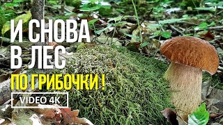 И СНОВА В ЛЕС ПО ГРИБОЧКИ !  25 июня 2023 года  Сбор белых грибов, подберёзовиков, лисичек и груздей