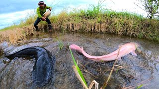 Wow! Unbelievable Catch: Monster Redfish & Catfish Captured in Shallow Waters by Skilled Fisherman!