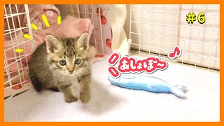 【お名前決定】一緒に遊ぼうと人間の足元まで来てくれる可愛い子猫【子猫保護6日目】【#きじとら兄弟成長記録】さくらさんちゃんねる