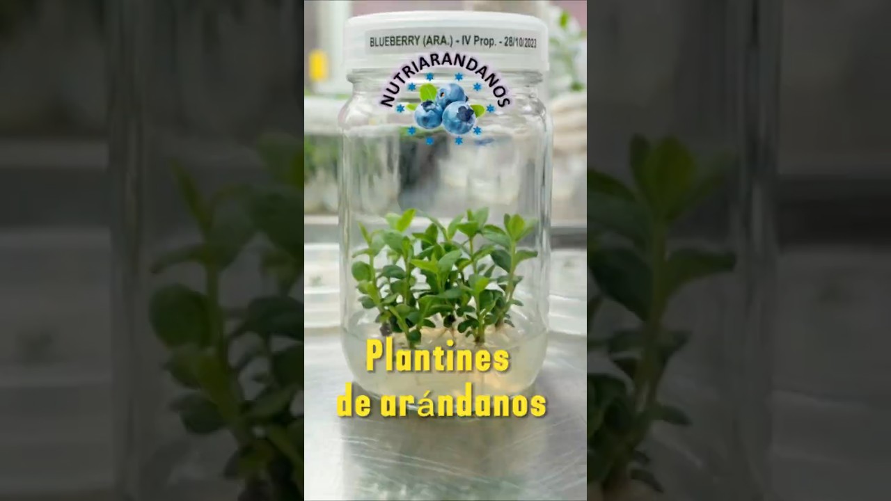#Plantas de #arándanos  #invitro #Nutriarándanos #laboratorio #propagación